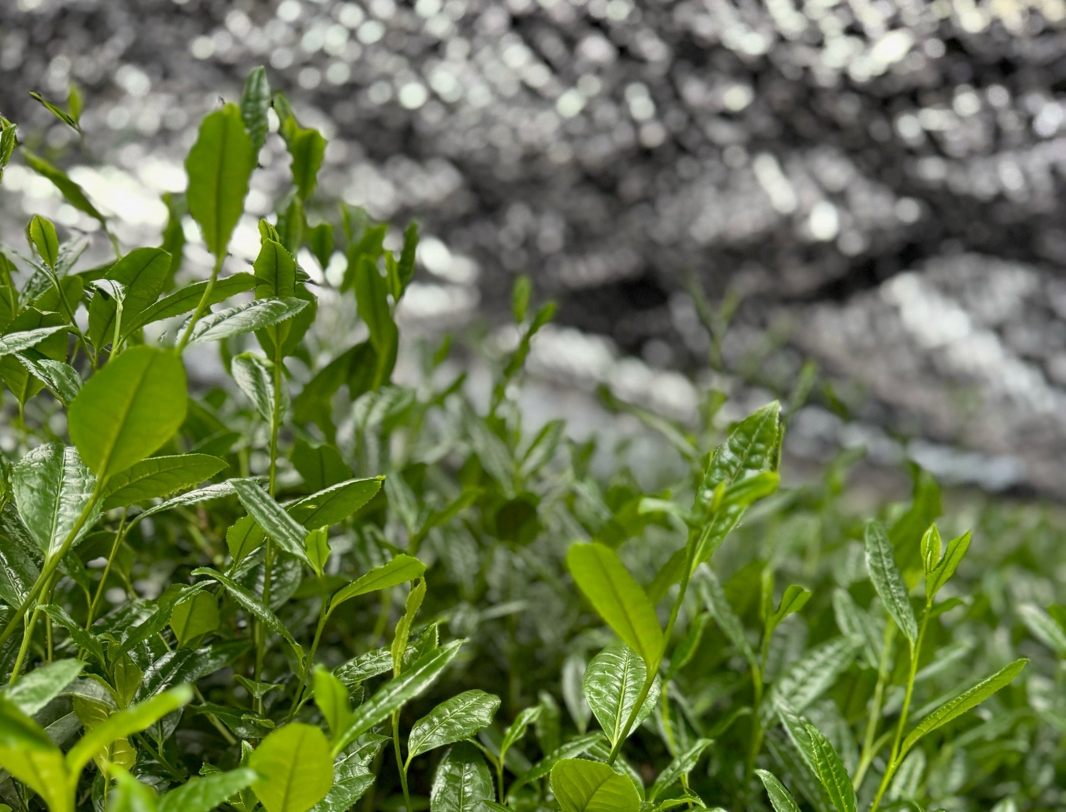 What Makes Uji Matcha Like No Other?